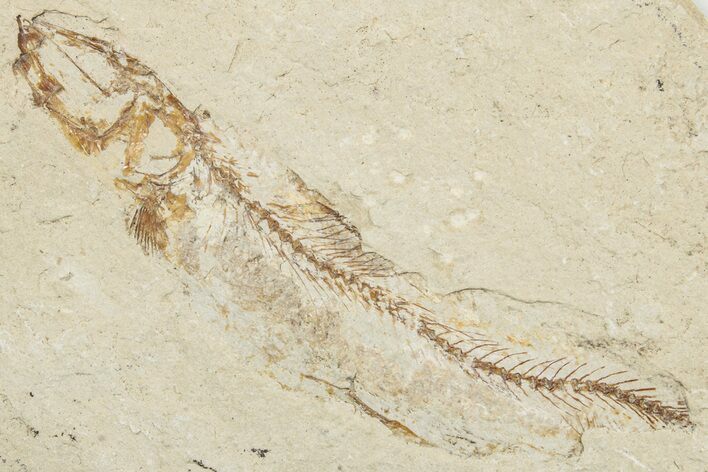 Cretaceous Fossil Fish (Scombroclupea?) - Lebanon #251418